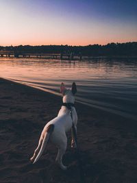 Dog standing on beach against sky during sunset