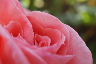 Close-up of pink rose