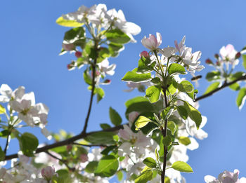 Low angle view of flowering plant against sky