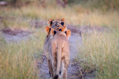 Rear view of lions walking on land