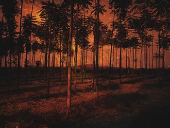 Trees on field against sky at sunset