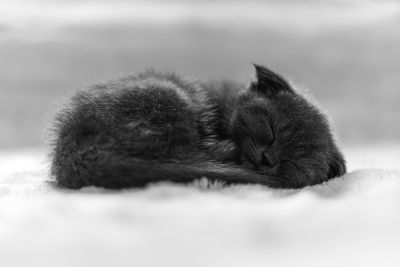 Close-up of cat sleeping