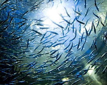 Close-up of fish swimming in water