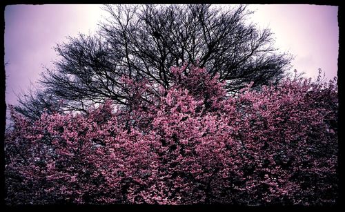 Low angle view of pink flowers