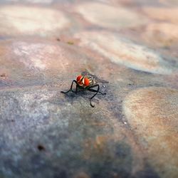 High angle view of housefly