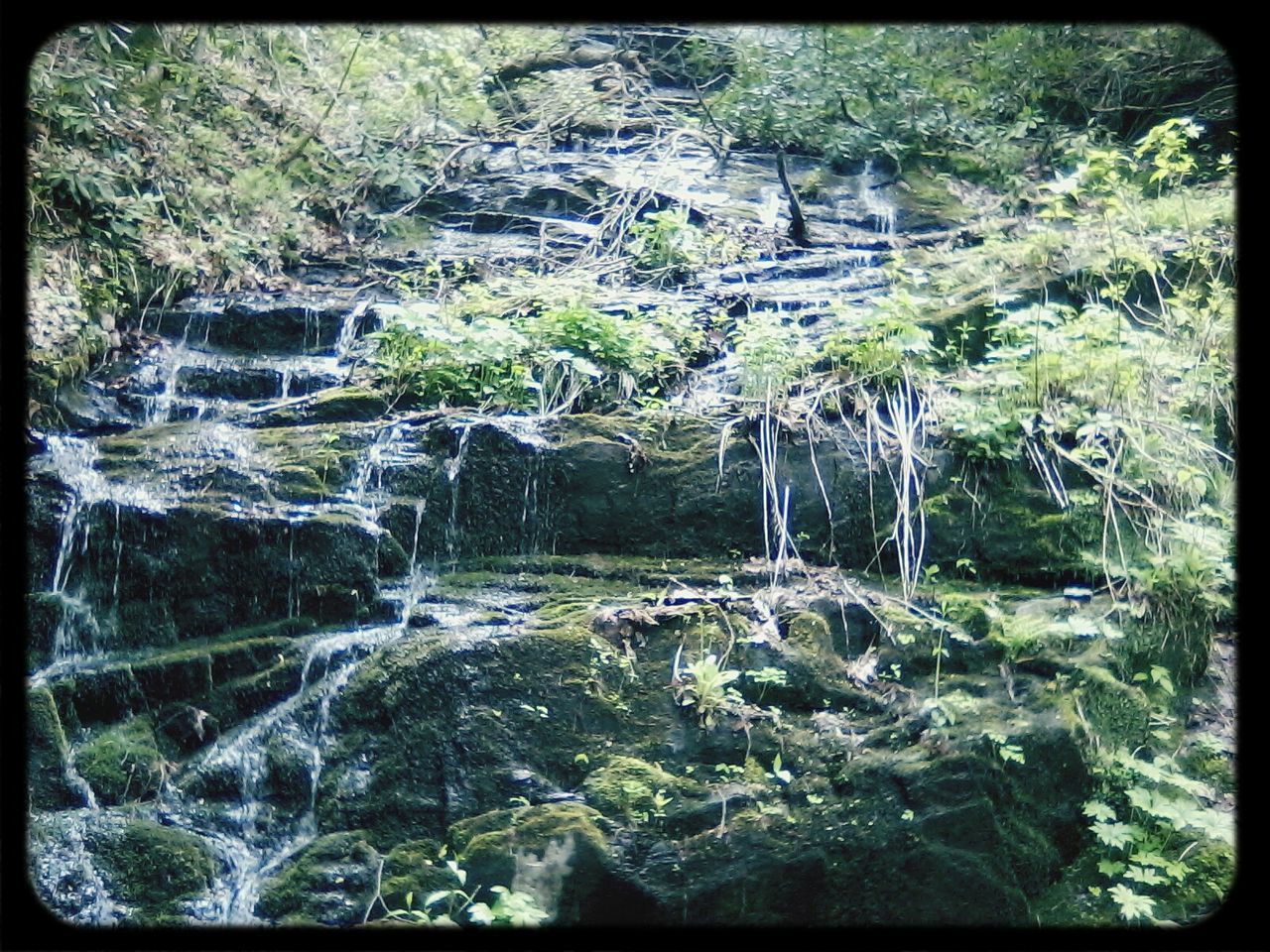 transfer print, water, auto post production filter, forest, tree, flowing water, waterfall, nature, rock - object, beauty in nature, stream, flowing, scenics, tranquility, growth, tranquil scene, motion, river, plant, day