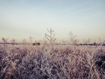 Plants growing on land against sky