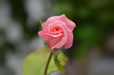 Close-up of pink rose