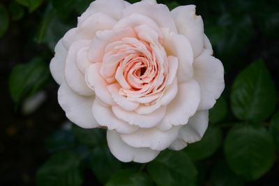 Close-up of white rose