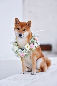 Portrait of dog on flowers