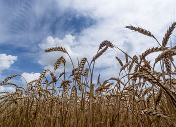Low angle view of field against cloudy sky