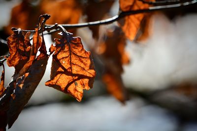 Close-up of dried autumn leaf on twig