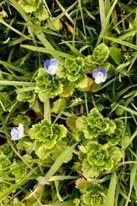 Close-up of purple flowers blooming outdoors