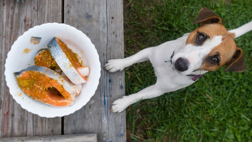 High angle view of dog with food