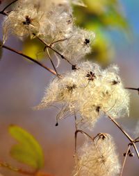 Close-up of ant on plant