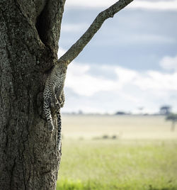 Close-up of leopard cub on tree trunk against sky