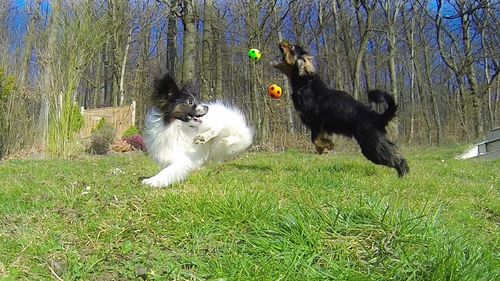 Dogs on field against sky