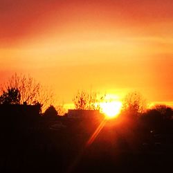 Silhouette of trees at sunset