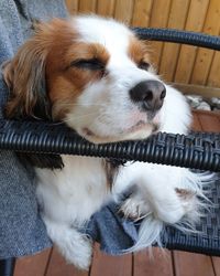 Close-up of dog looking away