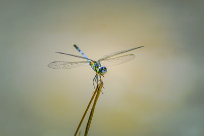 Close-up of dragonfly on plant