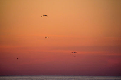Silhouette birds flying against sky during sunset