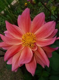 Close-up of pink flower