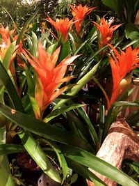 Close-up of orange plant