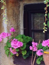 Close-up of pink flowers