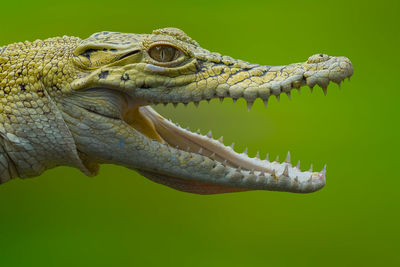 Close-up of crocodile against blue background