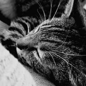 Close-up of cat sleeping