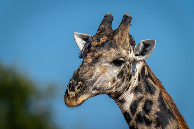 Close-up of southern giraffe beneath blue sky