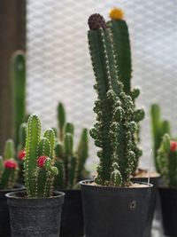 Close-up of potted plant