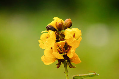 Close-up of insect on yellow flower