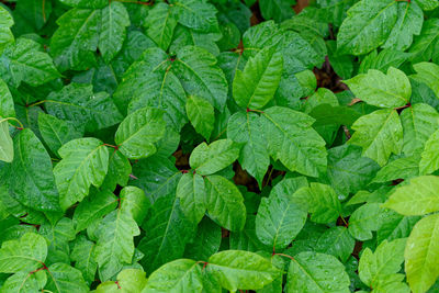 Full frame shot of green leaves