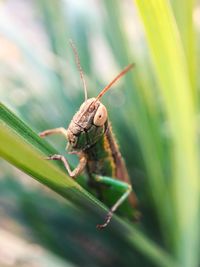 Close-up of insect on leaf