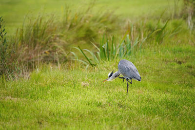 Side view of a bird on grass