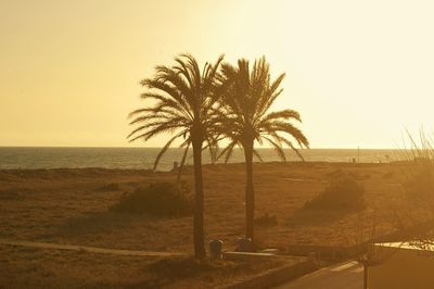 Palm trees on beach against clear sky