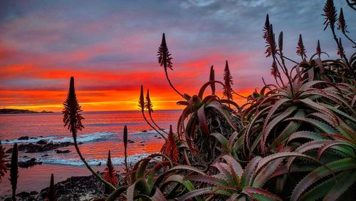 Scenic view of sea against orange sky