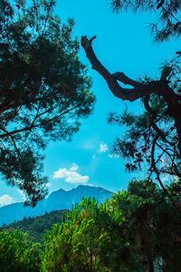 Low angle view of tree against sky