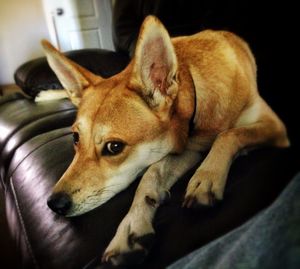 Close-up of dog relaxing at home