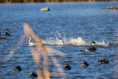 Canada geese in lake