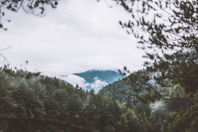 Trees in forest against sky