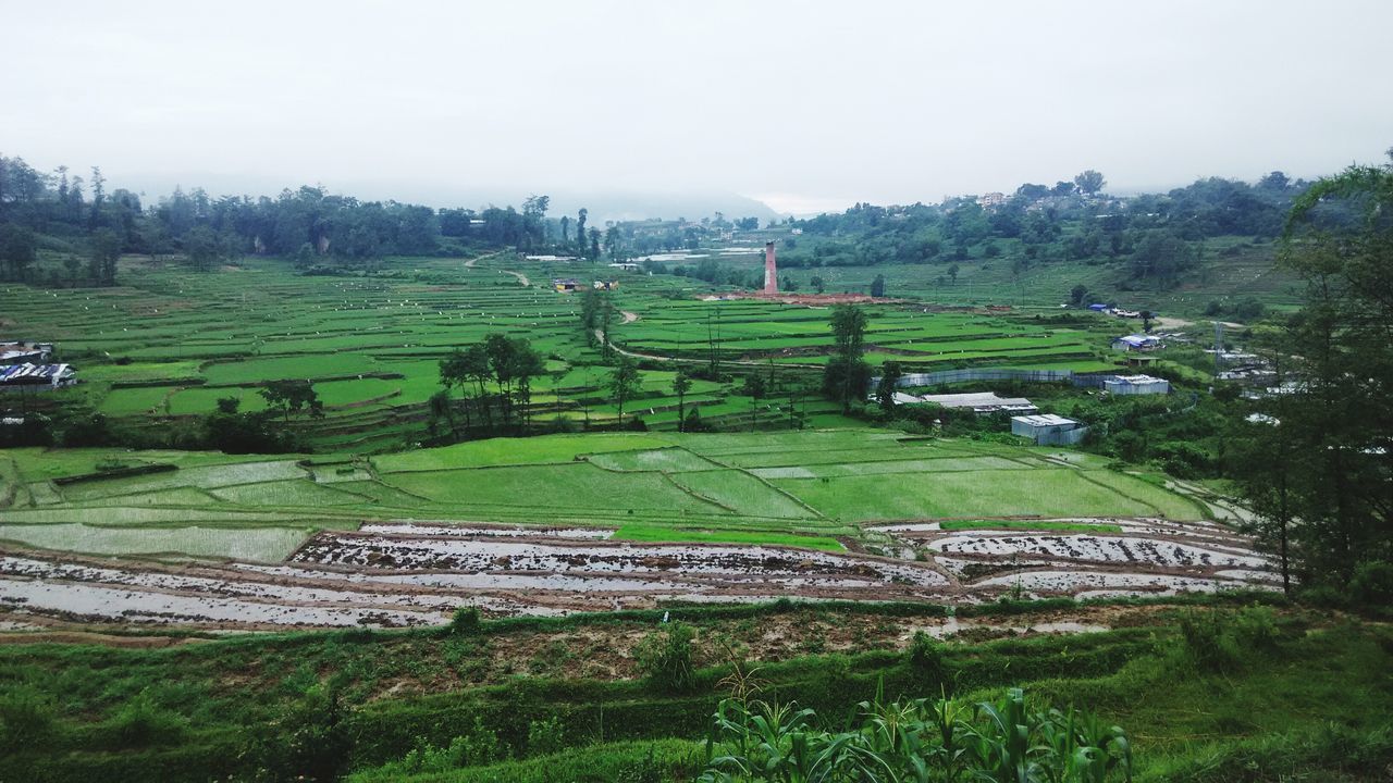 landscape, green color, tranquil scene, tranquility, field, agriculture, tree, grass, clear sky, rural scene, scenics, growth, nature, beauty in nature, farm, high angle view, cultivated land, green, day, lush foliage