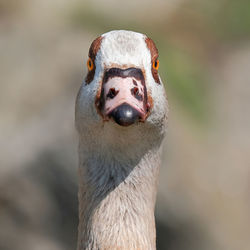 Close-up portrait of goose