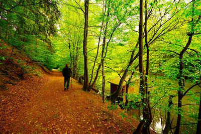 Rear view of man walking by trees on road at forest