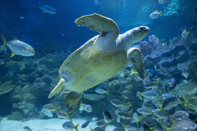 Sea turtle swimming in sea