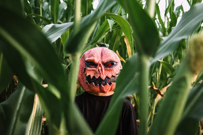 Anonymous person wearing spooky halloween pumpkin mask and black cloak standing in cornfield and looking at camera