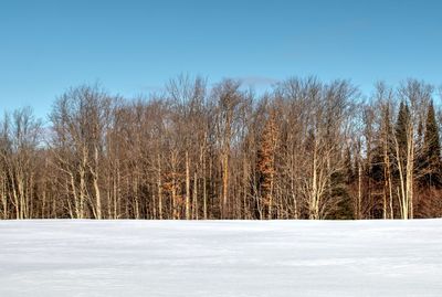 Trees on snow covered field against sky
