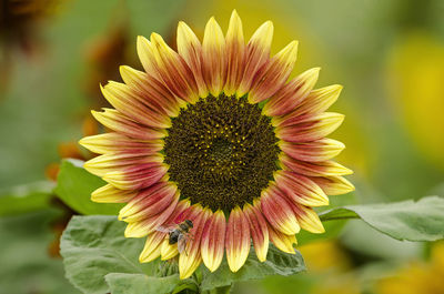 Close-up of a red and yellow sunflower