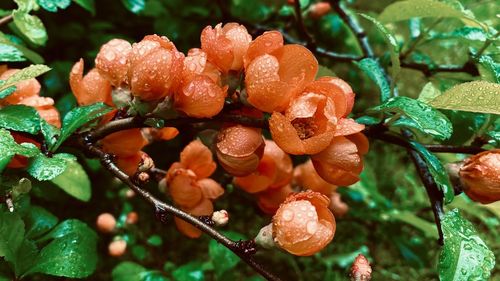 Close-up of wet orange plant